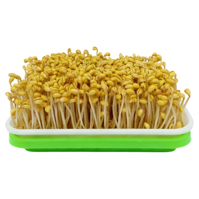 发豆芽菜的黄豆农家大豆高出芽率