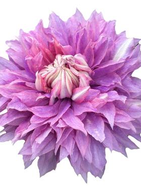 铁线莲花苗爬藤植物盆栽重瓣大花