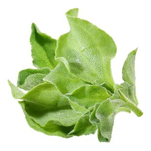 冰菜苗水晶冰草秧苗四季种植盆栽大叶带土发货速生高产即食种苗