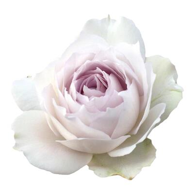 雷叔家加百列大天使月季花苗四季