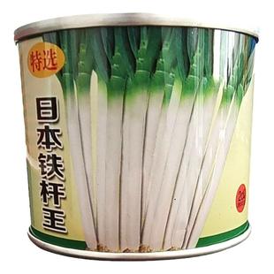 日本铁杆葱王大葱种子山东章丘葱种高产钢葱耐热蔬菜种籽孑葱种籽