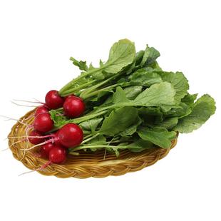 樱桃萝卜新鲜水果红皮甜脆生吃特产东北蘸酱菜小萝卜当季蔬菜包邮