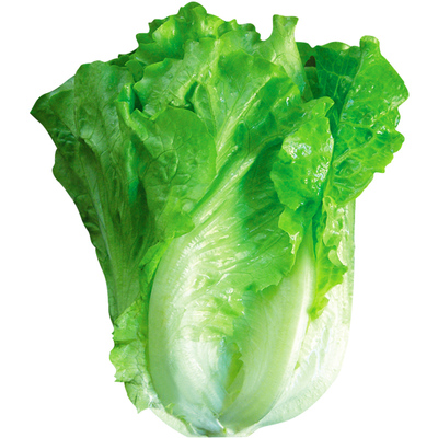 意大利生菜种子春季耐抽薹玻璃脆