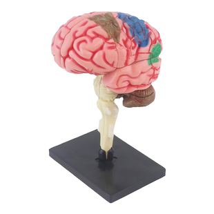 大脑模型可拆卸拼装人体脑部结构功能教学解剖人脑构造3d模型教具