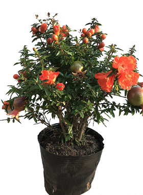 石榴花盆栽果树苗阳台庭院花植物