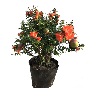 石榴花盆栽观赏果树苗室内盆景带多花苞植物室外庭院阳台绿植花卉