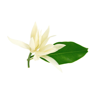 白兰花盆栽天然香氛黄角兰树苗浓香驱蚊庭院观赏黄桷兰绿植开花卉