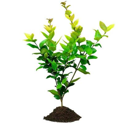 金森女贞树苗金叶女贞小苗绿篱绿化庭院小区苗木四季常青绿化色块