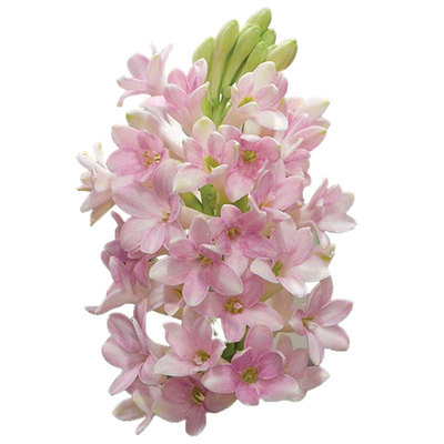 晚香玉种球虹越花园有香味可切花耐热花卉国产多年生草本植物预卖