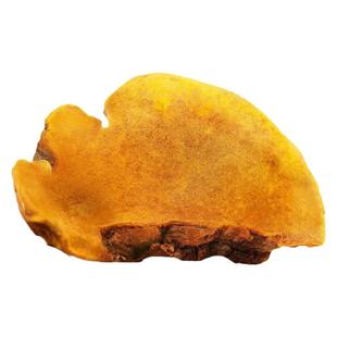 桑黄的功效与作用中药材正品粉桑树正宗灵芝官方旗舰店