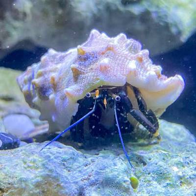 寄生海蟹海缸观赏海水寄居蟹海缸除藻生物海水寄居蟹珊瑚宠物