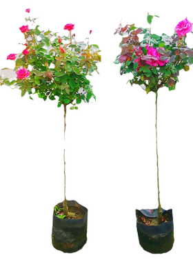 花明月树状月季棒棒糖