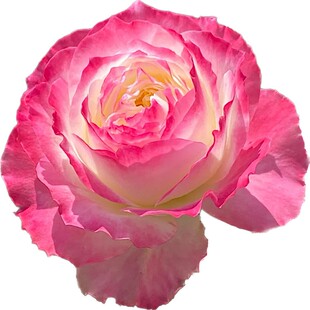新品月季花苗初妆三季开花阳台盆栽庭院地栽复色丰花抗热抗寒