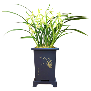 老字号兰花苗四季建兰大凤素室内办公室绿植盆栽浓香当年开花好养