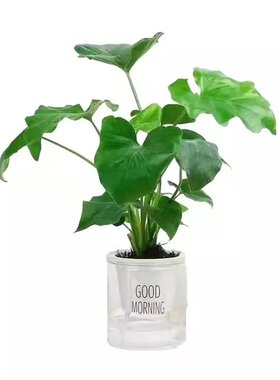 【3颗7.8元】水培植物春雨羽盆栽