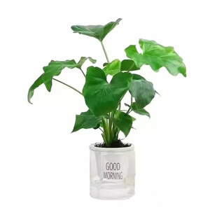 龙鳞春羽水培植物盆栽蔓绿绒室内龟背竹春雨绿植常青好养桌面植物