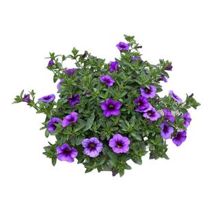 百万小玲盆栽花苗舞春花牵牛花垂吊庭院阳台花园吊篮耐寒花期长