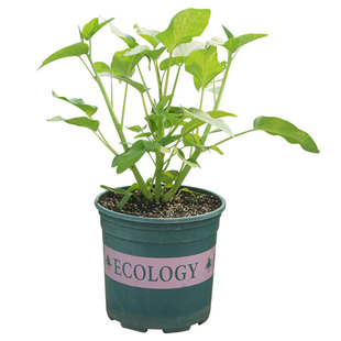 超级三叉菜空心菜种子种籽苗四季菜苗带根种植菜种蔬菜菜籽子孑水