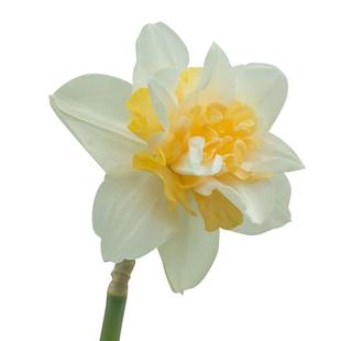 洋水仙种球进口重瓣围裙花卉种子球根植物多年生土培盆栽虹越现货