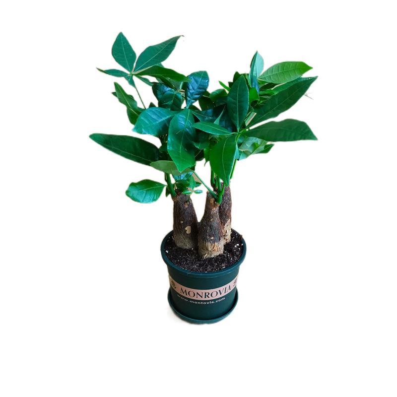 发财树盆栽植物室内花卉盆栽绿植金钱树绿萝好养绿植