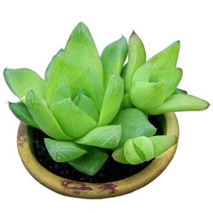 多肉植物组合盆栽绿植花卉含盆带土新手肉肉特价大颗水晶草玉露