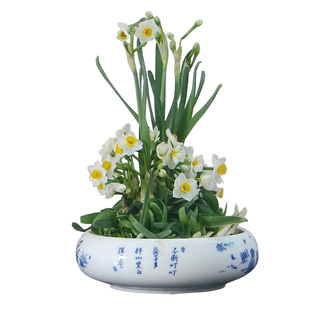 正宗漳州水仙花特大号多花品种冬春开花处理好懒人型收到直接上盆