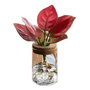 水培植物龟背竹天堂鸟室内的桌面盆栽懒人好养净化空气办公室绿植