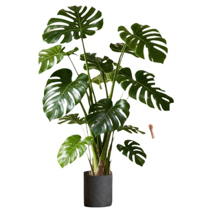 龟背竹客厅绿植室内大型盆栽高级感大叶老桩落地植物盆景四季好养