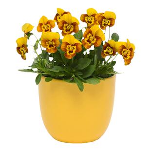 虹越西尔布里耶皱边角堇花苗德古拉盆栽阳台庭院冬季耐寒爆花量大