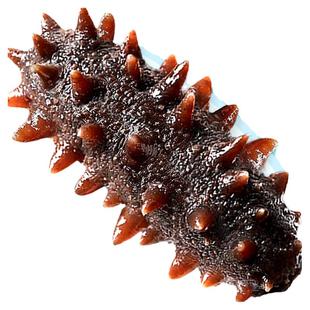 海参即食鲜活鲜食辽刺参干货大海生叁孕妇刺参礼盒500g特价连个装