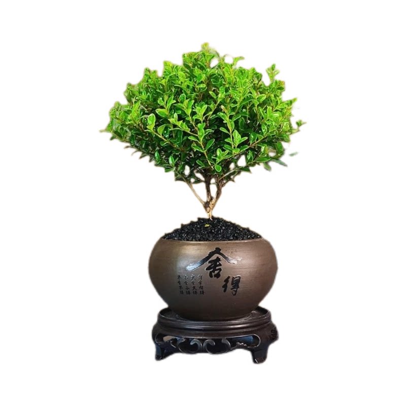 金丝楠木桌面绿植四季好养吸甲醛