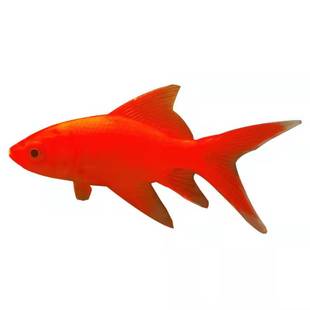 观赏鱼冷水血鹦鹉草金鱼发财鱼葡萄眼黑眼草金养不死好养耐活包邮