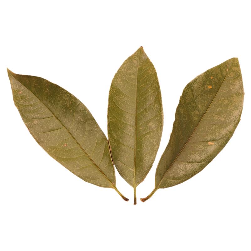 树叶植物标本橱窗造景装饰干花