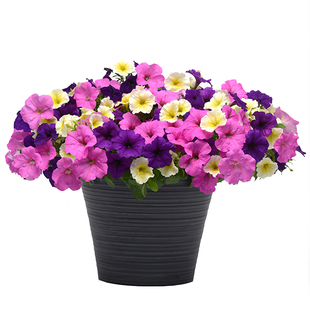 矮牵牛花苗盆栽带花百万小玲垂吊舞春花植物阳台庭院花卉室外植物