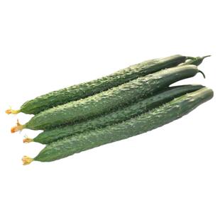 黄瓜苗秧苗嫁接苗水果油亮强雌青瓜旱小阳台盆栽蔬菜籽菜苗菜种孑