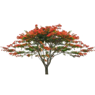 凤凰木树苗红花楹大树名贵花树苗庭院绿化常绿大门口风景树不落叶