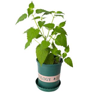 食用藿香苗盆栽香草苗绿植种子好养活四季种籽河南大叶孑药材秧苗