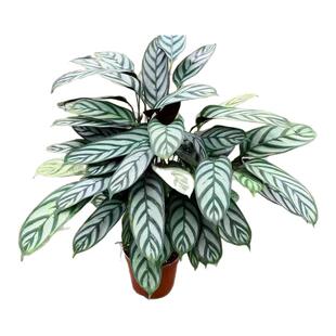 新款飞羽竹芋室内植物盆栽 四季常绿适合客厅卧室净化空气除甲醛