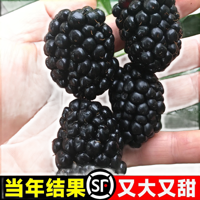 正宗黑莓树苗当年结果室内外果苗