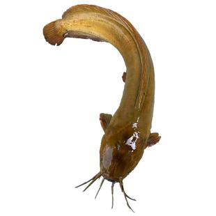 本地塘鲺皇妃三黄塘鲺胡子鲶鱼苗塘角鱼苗土塘鲺鱼苗塘虱淡水鱼苗