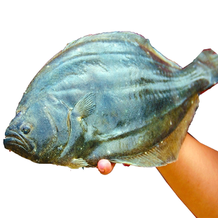 新鲜片口鲽鱼4斤多宝鱼鲜活比目鱼花岗鱼菱鲆鱼海鱼冷冻海鲜水产