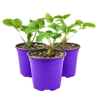 西兰花苗有机花菜苗秧苗蔬菜苗西蓝花大苗四季阳台盆栽种子菜种苗