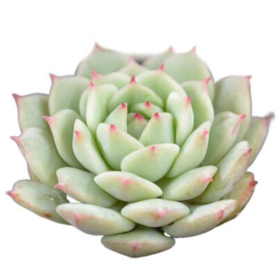多肉植物组合盆栽绿植静夜果冻色