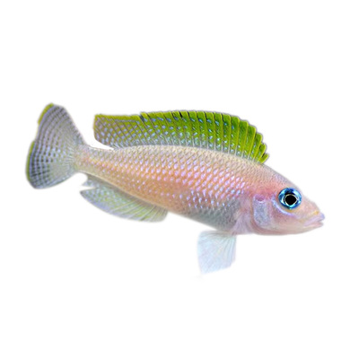 黄帆天堂鸟观赏鱼热带淡水小型鱼