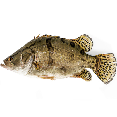 正宗鳜鱼苗养殖桂花鱼淡水翘嘴鳜