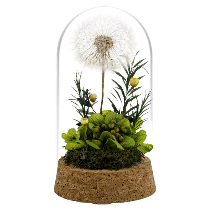 教师节礼物许愿永生蒲公英