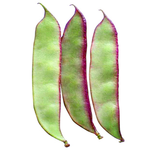 早熟扁豆种籽梅豆角红眉豆种子四季春夏季播蔬菜种孑盆栽庭院高产