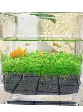 鱼缸水草种子生态玻璃瓶植物