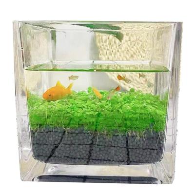 鱼缸水草种子生态玻璃瓶植物