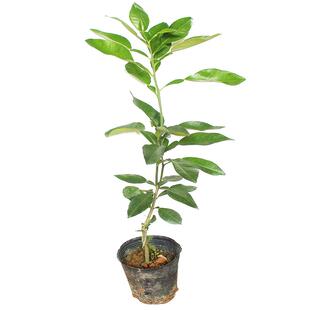 柚子树苗嫁接容县沙田柚桂红白肉三红蜜柚泰国红宝石四季青柚带土